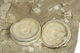 Fossil Shark Vertebrae & Teeth Plate - Morocco #78728-7